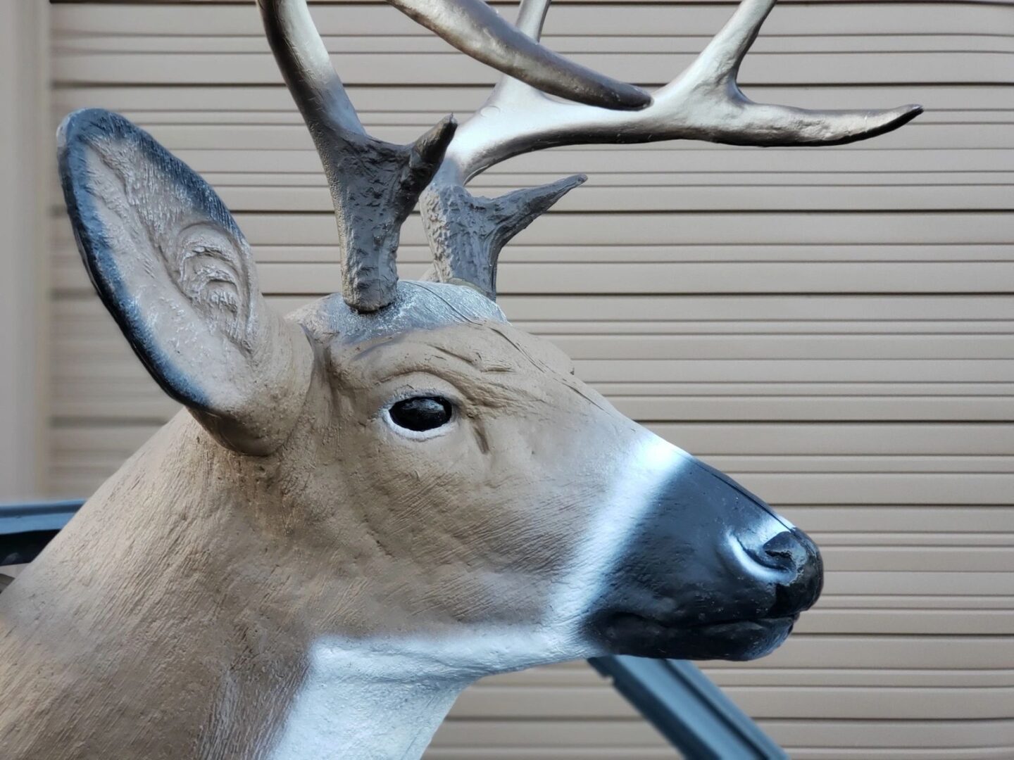 Deer head with antlers near wooden wall.