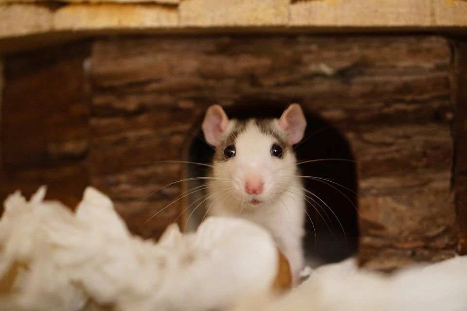 Rat peeking out from wooden hideout.