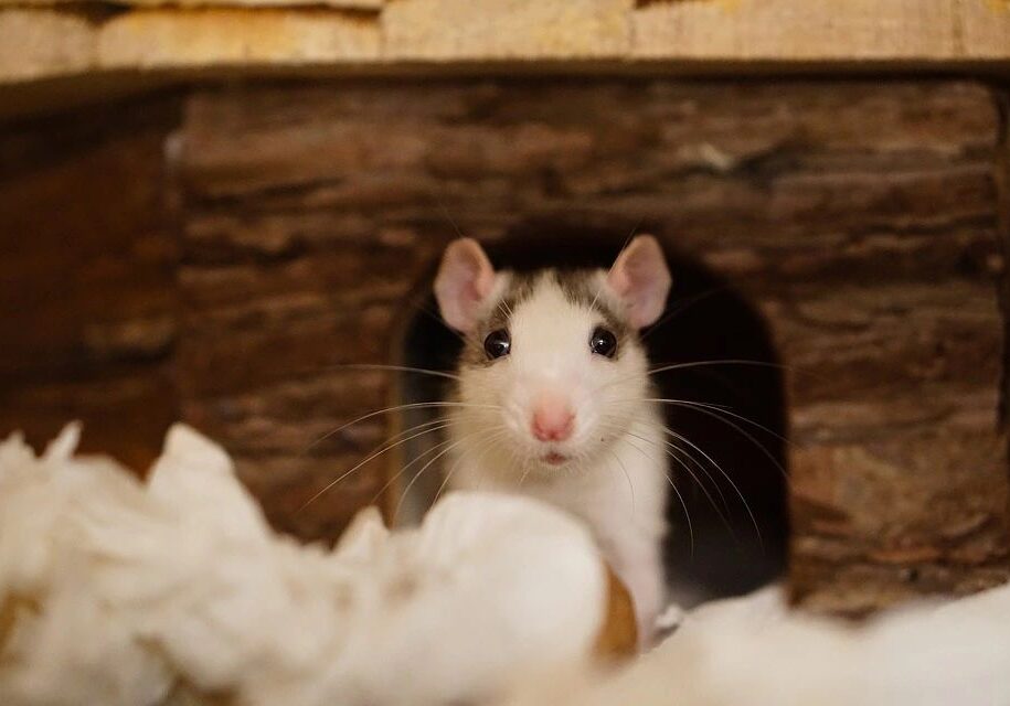 Rat peeking out from wooden hideout.